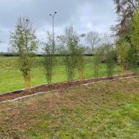 Plantation d'une haie de bambous
