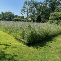 Plantation d'une prairie fleurie